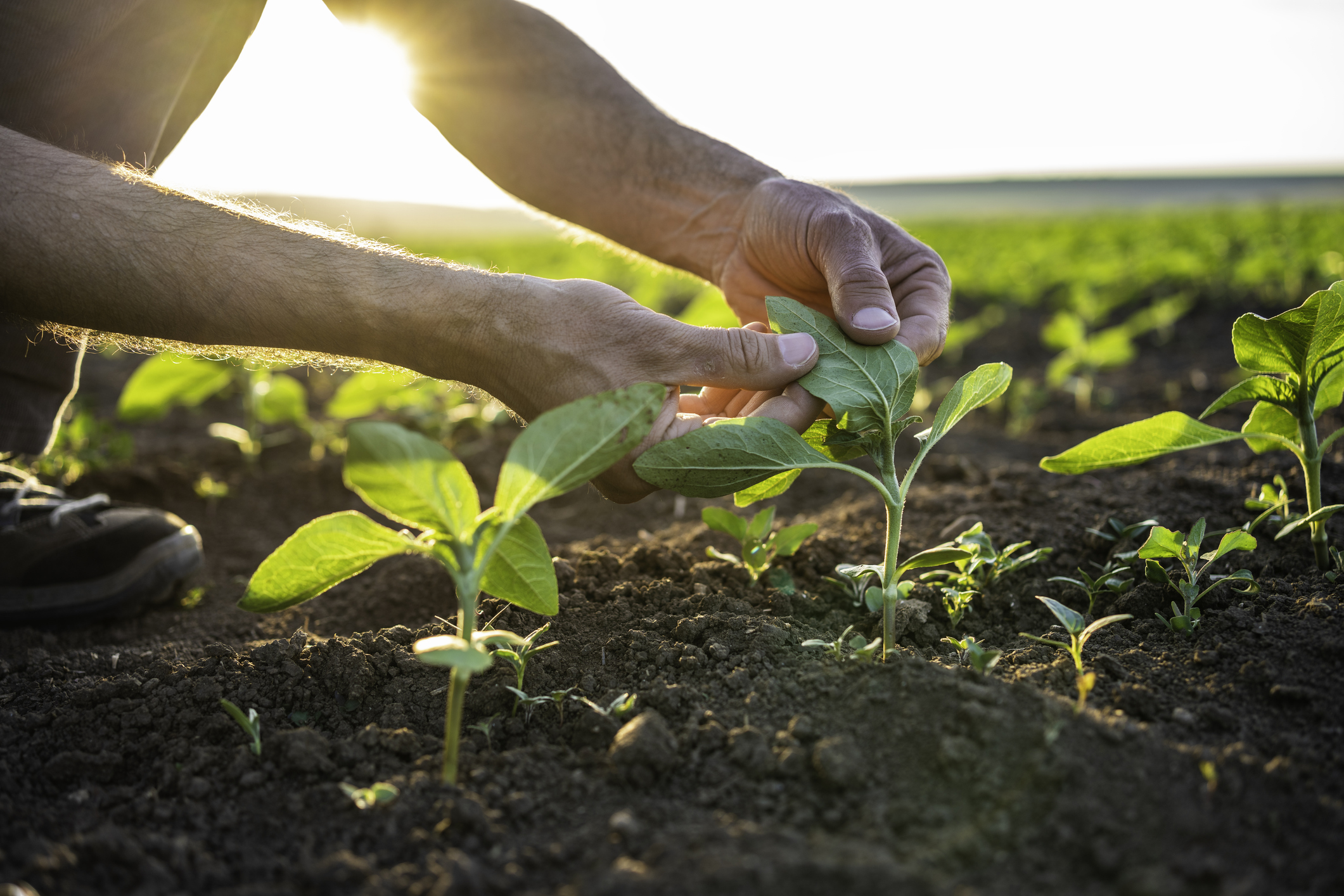 Preview of Agriculture